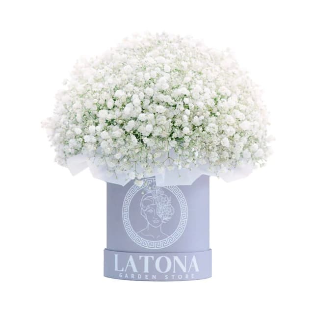 Flowers in a Box "Adana" with  baby breaths
